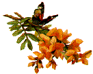 butterflybranch.gif (4967 bytes)