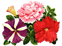 petunias.gif (15113 bytes)