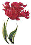 tulip.gif (5265 bytes)