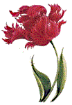 tulip.gif (5265 bytes)